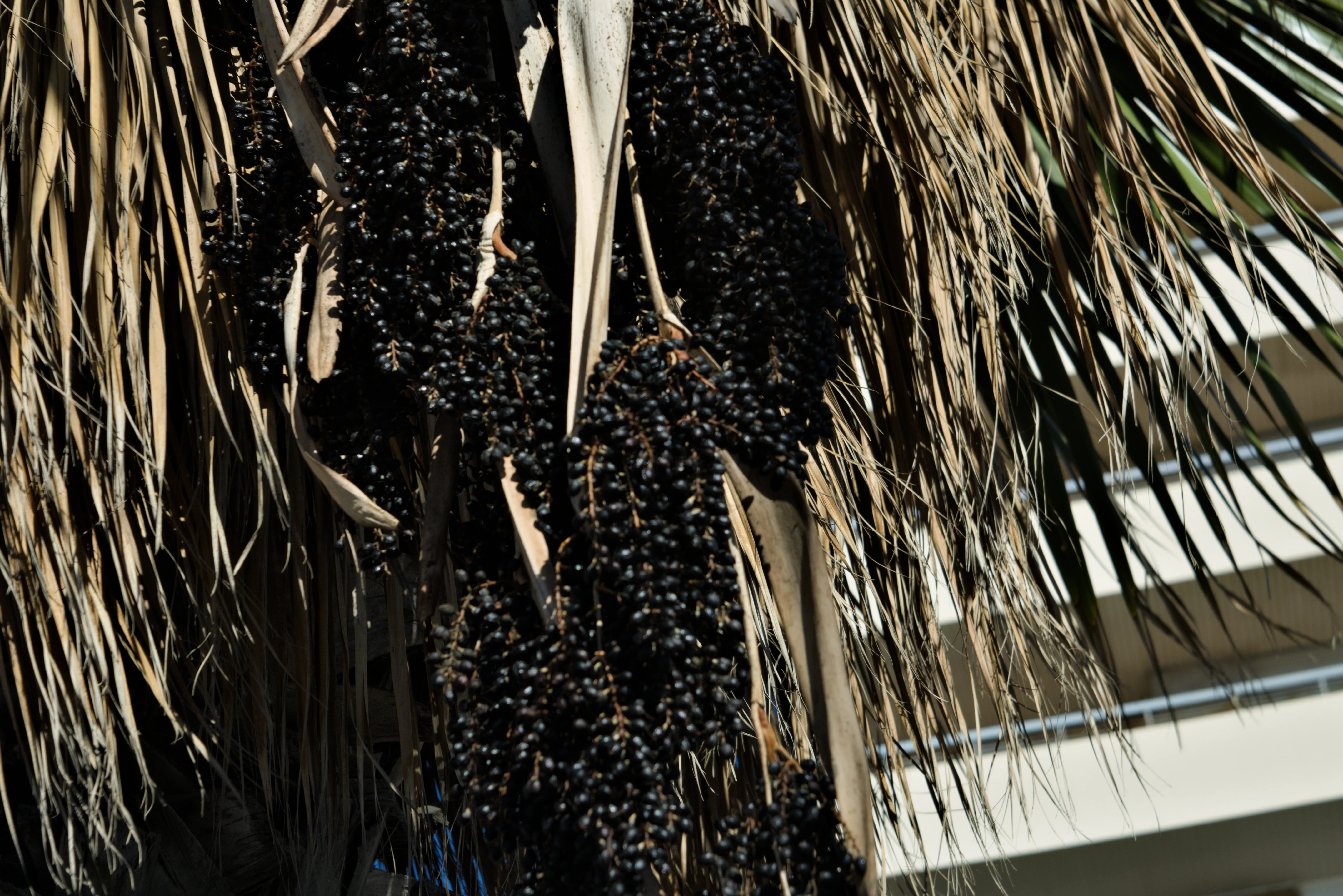 Industar-50-2 50mm f3.5 (M42) - _I4A2596.webp